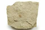 Eocene Fossil Cricket (Orthoptera) - Green River Formation #368747-1